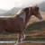 :iconhopefuldestiny: