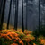 :iconhopie-cat: