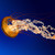 hornyfreelover :iconhornyfreelover:
