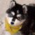 :iconhorobaku:
