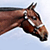 :iconhorse-crazy-lindz323: