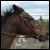 :iconhorse-fangs: