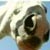 :iconhorse-feathers: