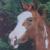 :iconhorse-lover-club: