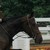 :iconhorse-pony13: