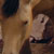 :iconhorse101luver2010: