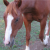 :iconhorse101luver2010:
