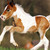 :iconhorse98tobby: