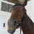 :iconhorsebeatdesings: