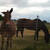 :iconhorsecrazy703: