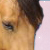 :iconhorsecrazygirl: