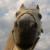 :iconhorsecrazzyyy: