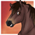 :iconhorsefancier:
