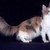 :iconhorsegirl031999: