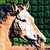 :iconhorselover0001: