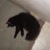 :iconhorselover0433:
