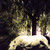 :iconhorselover356:
