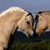 :iconhorselover4405: