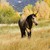 :iconhorselover88: