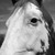 :iconhorseloverkt: