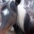 :iconhorseluver2011: