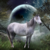 :iconhorseluver2011: