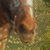:iconhorseluver8161: