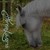 :iconhorseluver98: