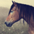 :iconhorseluvr371: