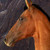 :iconhorsemad3: