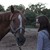 :iconhorses-33: