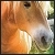 :iconhorses-dream:
