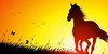 :iconhorses-for-all: