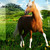 Horses-Make-My-Heart :iconhorses-make-my-heart: