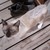 :iconhorsesandcats: