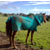 :iconhorsetacular: