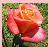 :iconhorsetka-16: