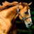 :iconhorsewhisperer1: