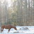 :iconhorseyandholistic: