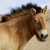 :iconhorseyash09: