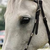 :iconhorseyloveeer: