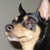 :iconhorsiefanatic: