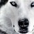 :iconhoruselementloups: