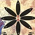 :iconhoshidojo: