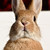 :iconhot4may: