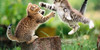 :iconhotel-cat: