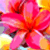 :iconhotpinkheartz: