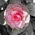 :iconhotshot229: