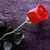 :iconhottieangel1: