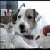 :iconhoundson: